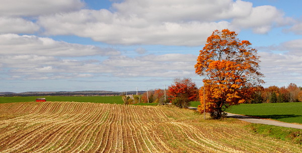 Fields in Hardwood Lands